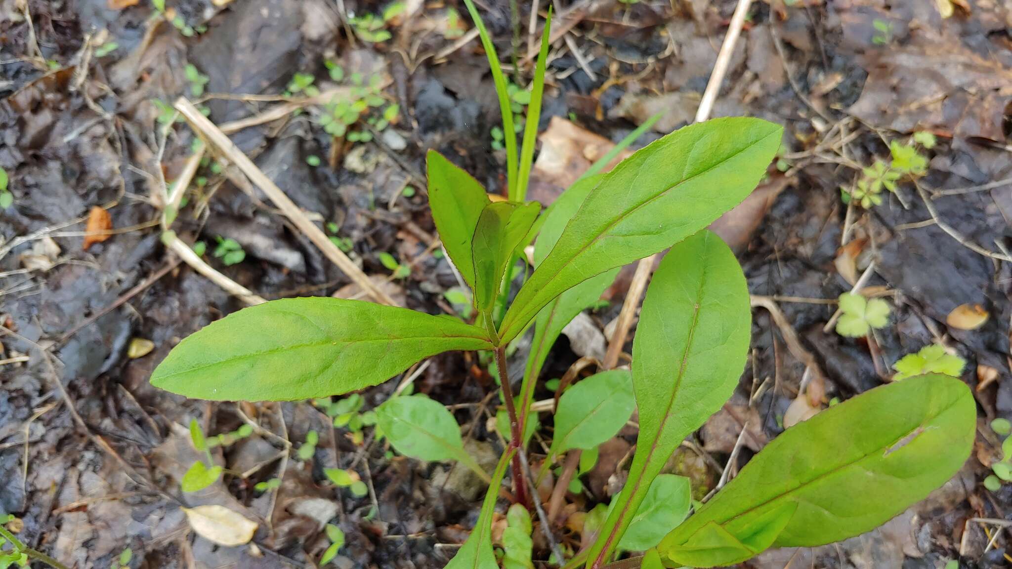 Image of Deam's beardtongue