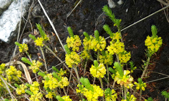 Слика од Thymelaea coridifolia (Lam.) Endl.