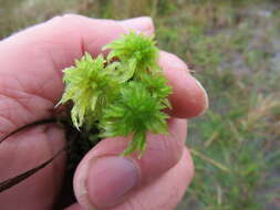 Imagem de Sphagnum cuspidatum Ehrhart ex G. F. Hoffmann 1796