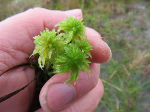 Imagem de Sphagnum cuspidatum Ehrhart ex G. F. Hoffmann 1796