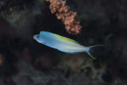 Image of Bicolor fangblenny