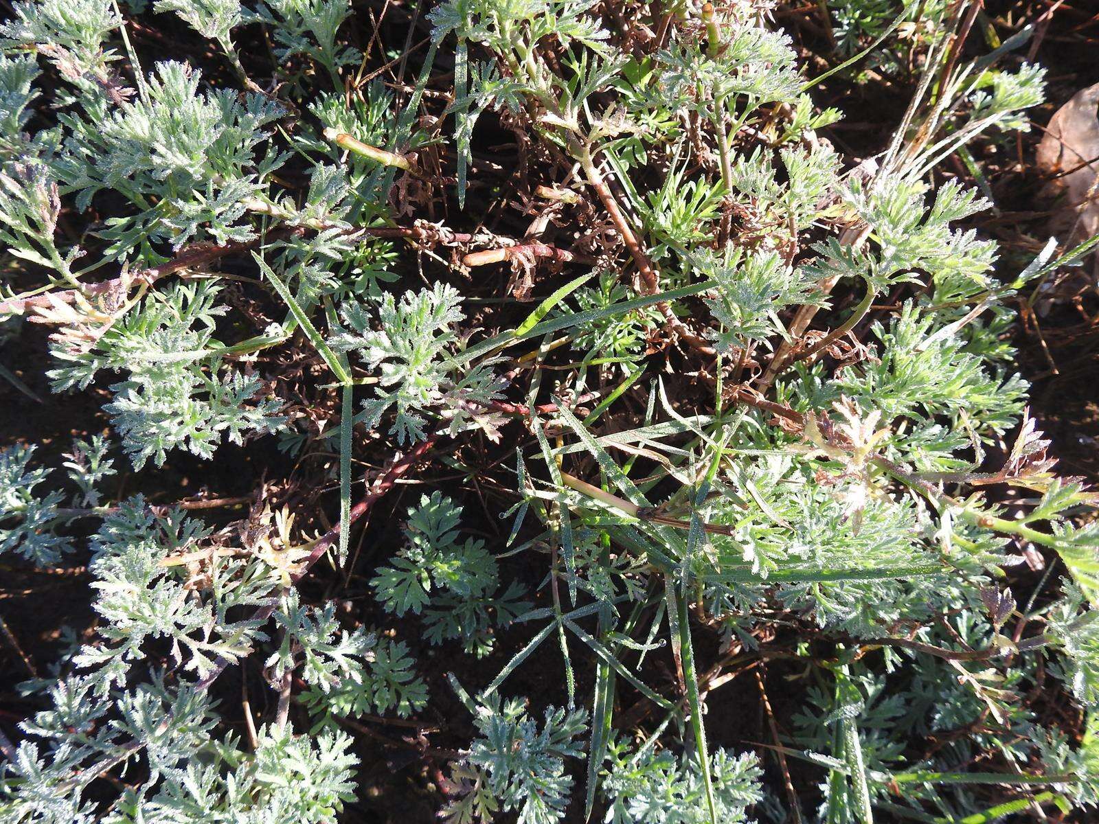 Image of <i>Cotula <i>nigellifolia</i></i> var. nigellifolia