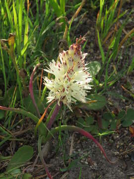 Слика од Lachenalia orthopetala Jacq.