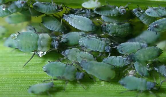 Image of Corn leaf aphid