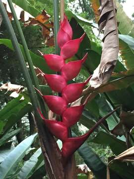 Image of Heliconia bourgaeana Petersen