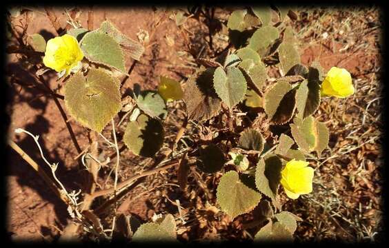 Image of Abutilon otocarpum F. Müll.