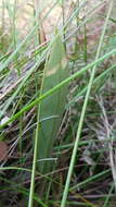 Image of Small tongue orchid