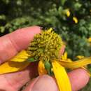 Image of Rudbeckia laciniata var. humilis A. Gray