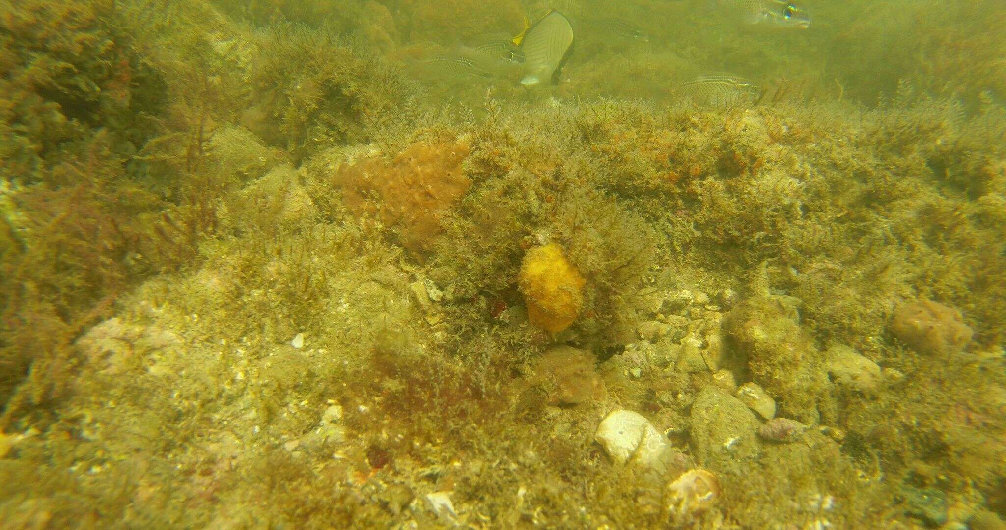 Image of Horseshoe butterflyfish