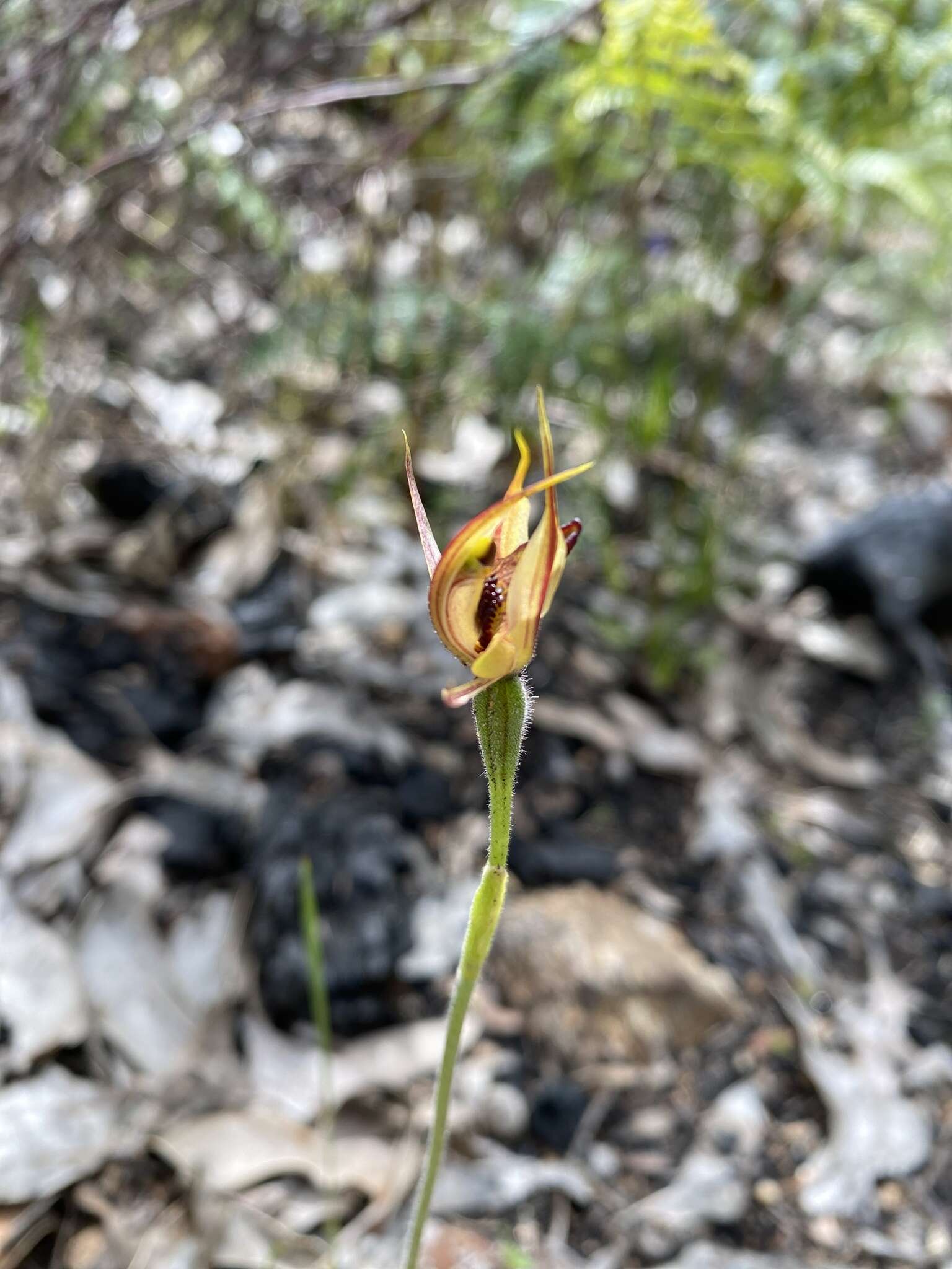 Image of Thick-lip spider orchid