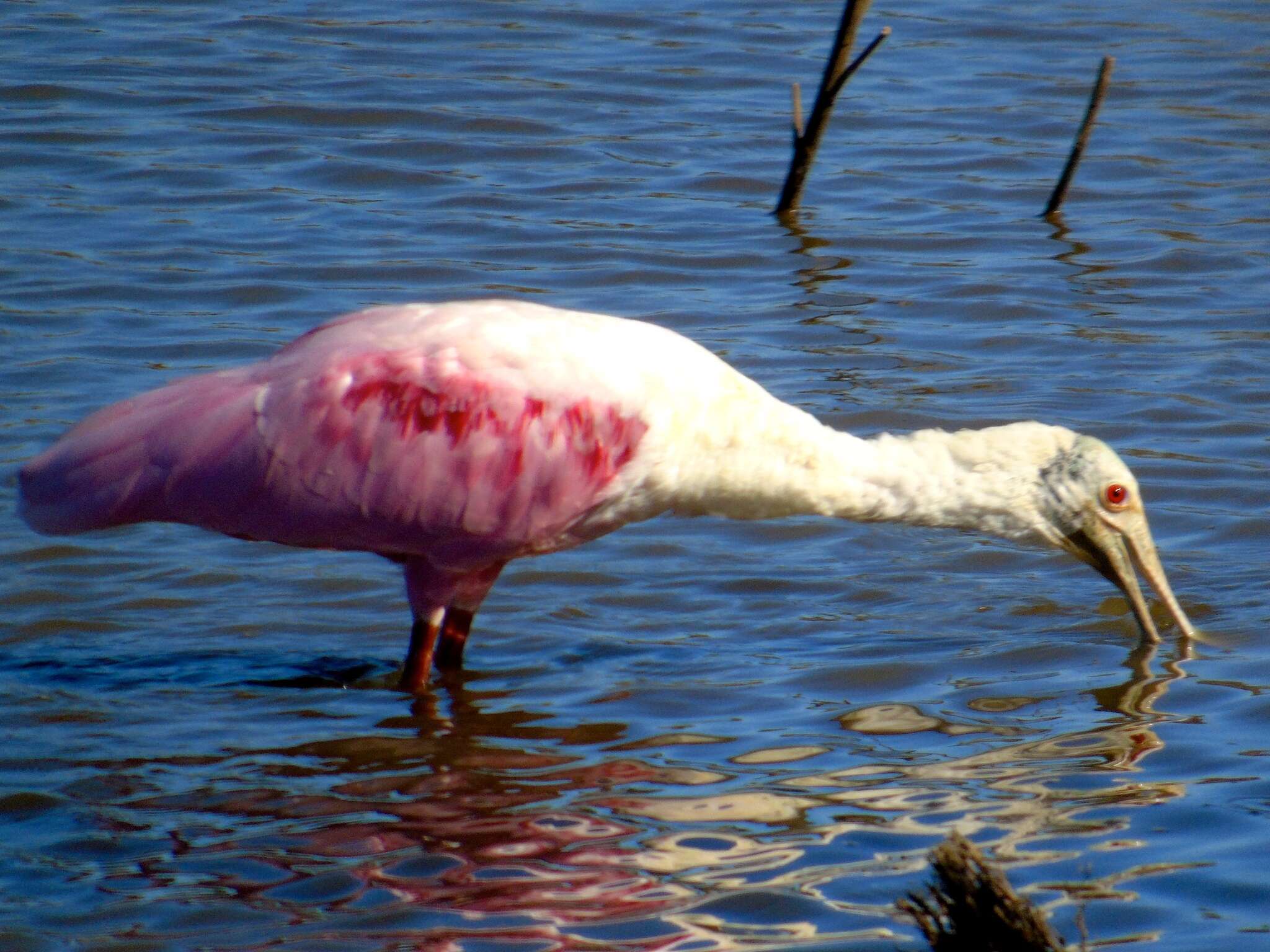 Image of Roseate Spoonbill