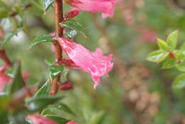 Plancia ëd Epacris impressa Labill.