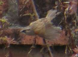 Image of Yungas Sparrow