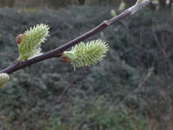 Image de Salix atrocinerea Brot.