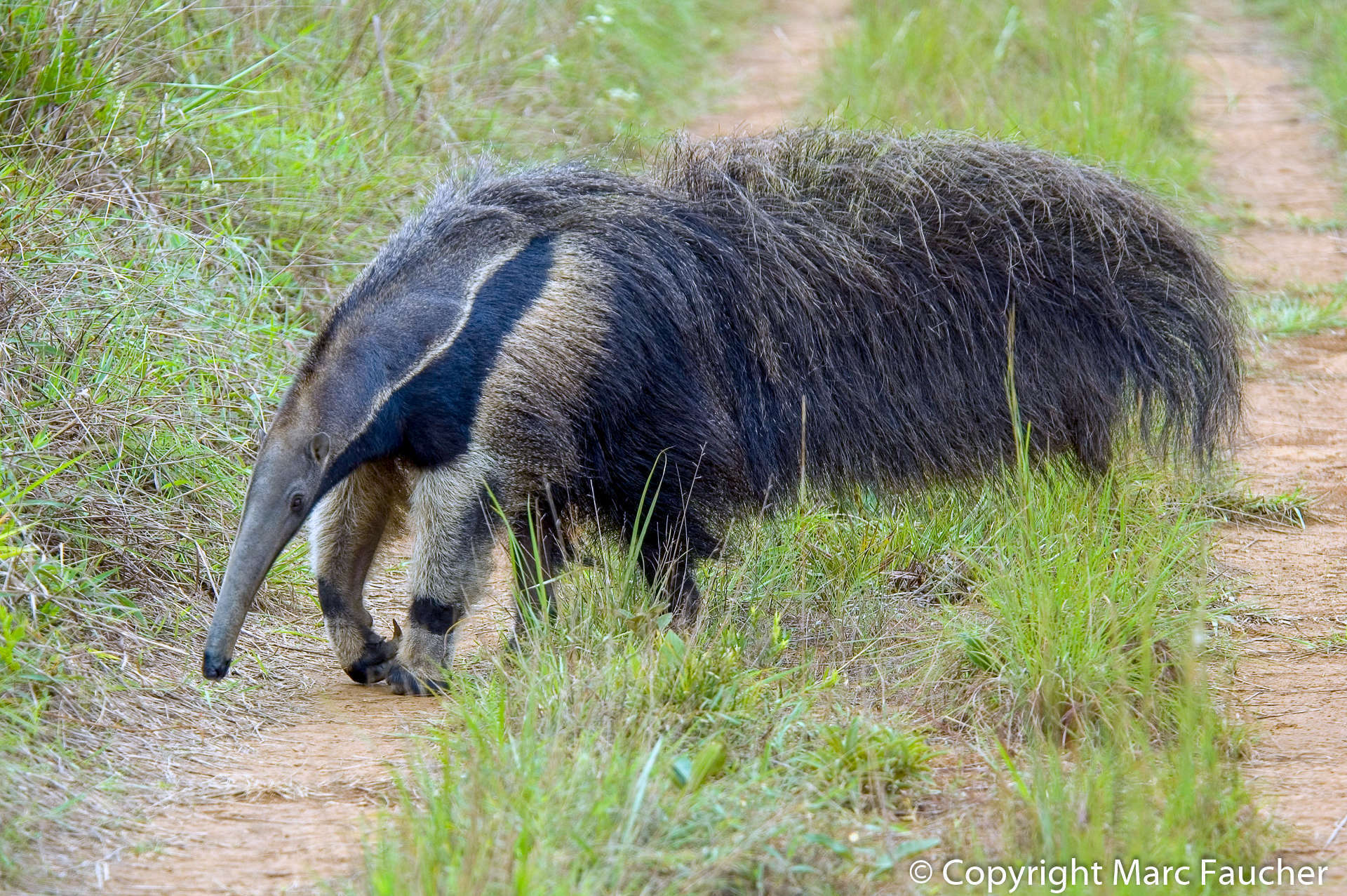 Image of Giant anteaters