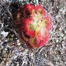 Image of Drosera xerophila