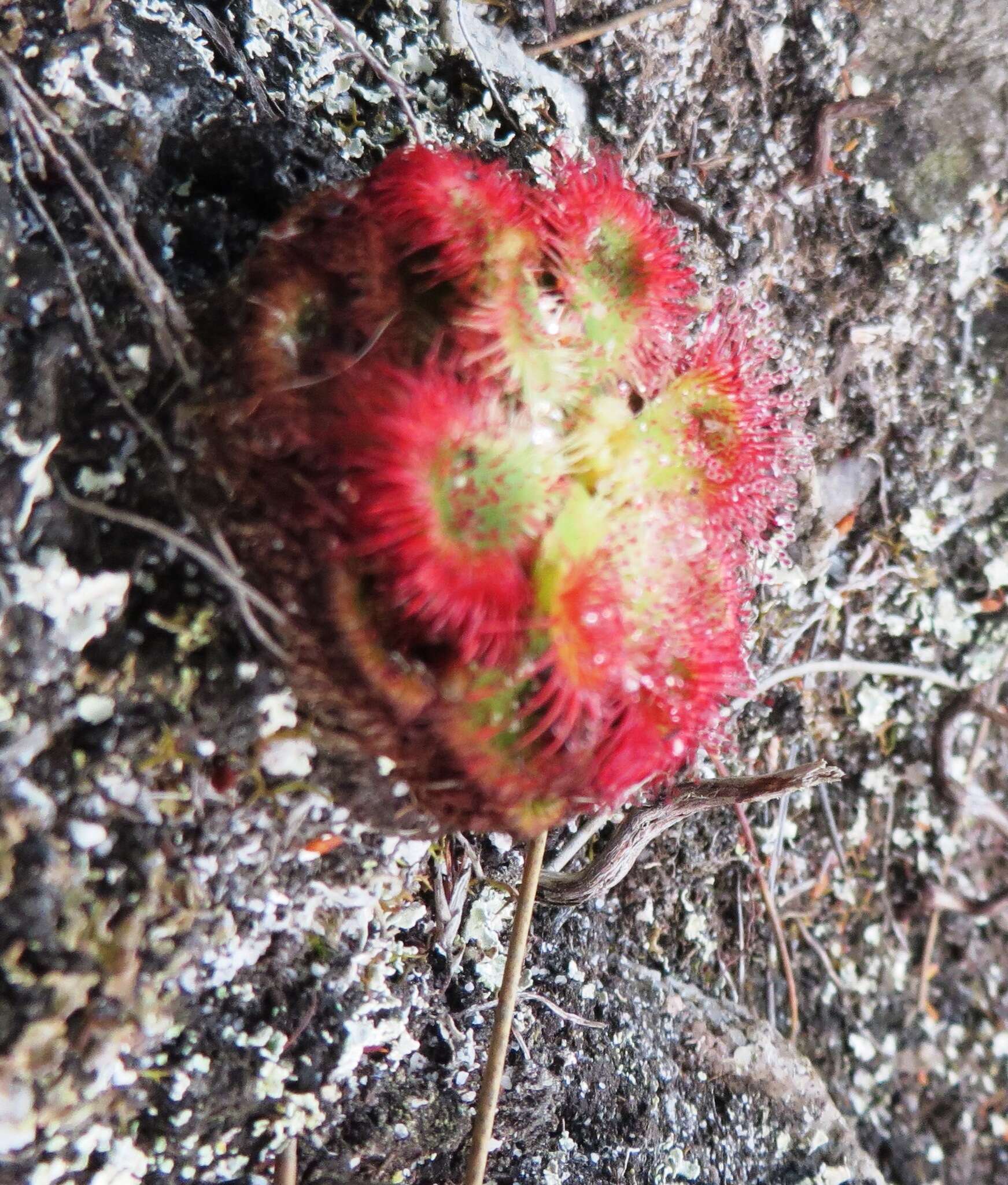 Drosera xerophila的圖片