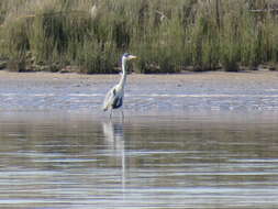 Image of Cocoi Heron