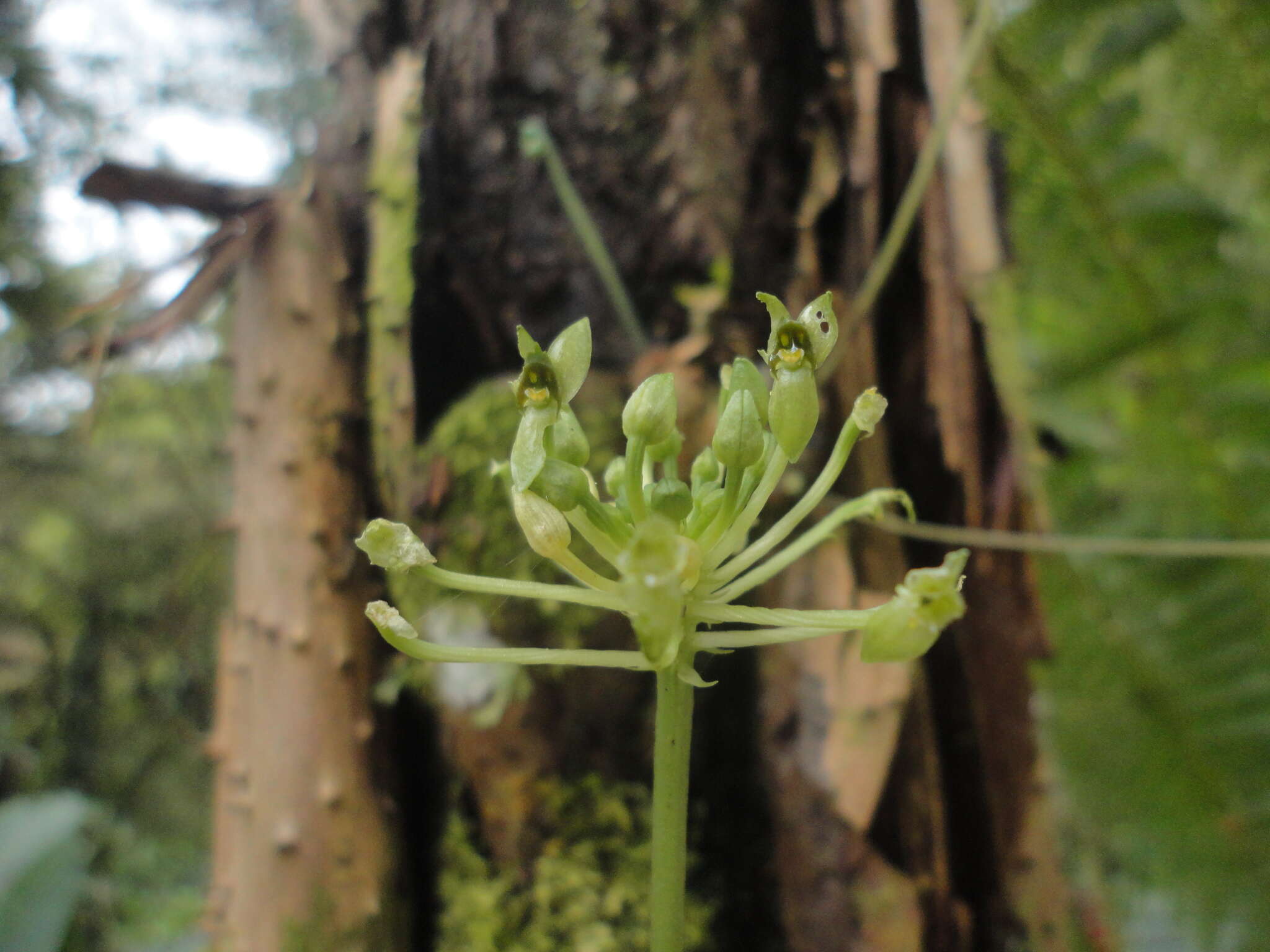 Malaxis excavata (Lindl.) Kuntze的圖片