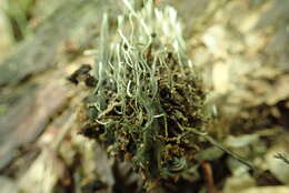 Слика од Xylaria liquidambaris J. D. Rogers, Y. M. Ju & F. San Martín 2002