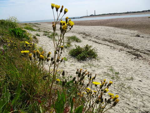 Image of beaked hawksbeard