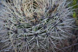 Image of Gymnocalycium reductum (Link) Pfeiff. ex Mittler