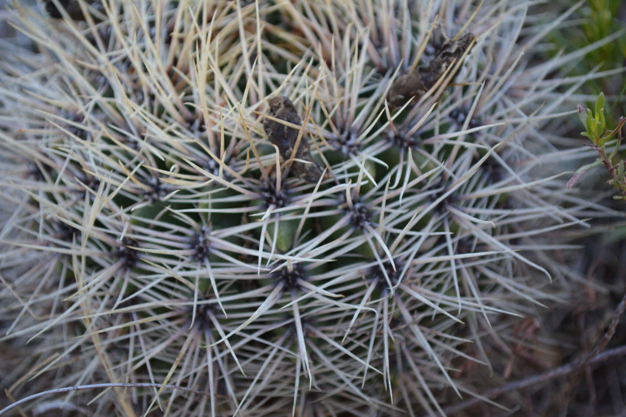 Image of Gymnocalycium reductum (Link) Pfeiff. ex Mittler