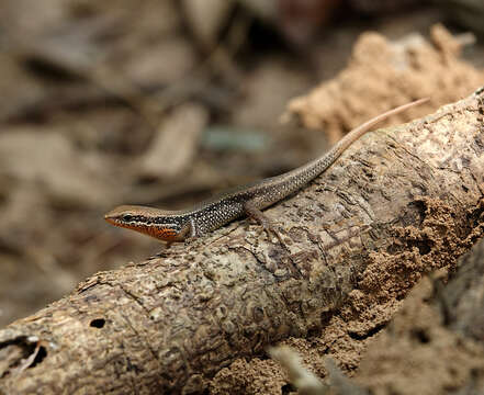 Image of Allapalli Grass Skink