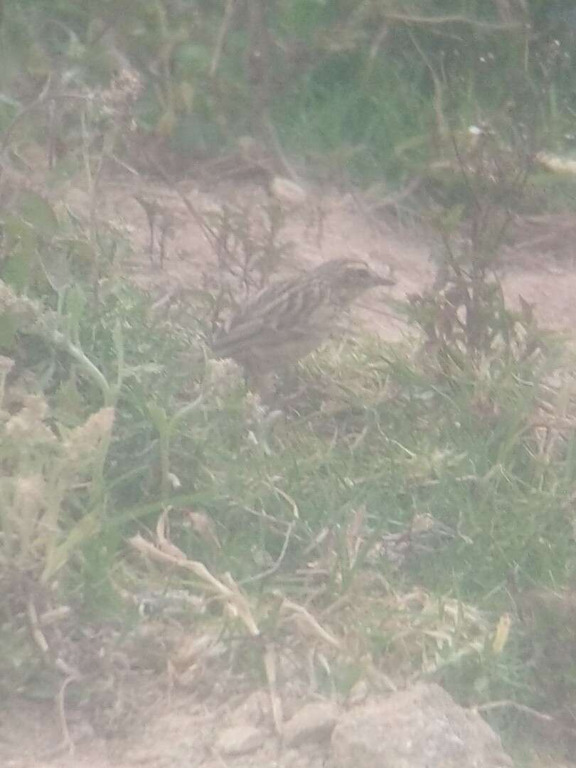 Image of Nilgiri Pipit