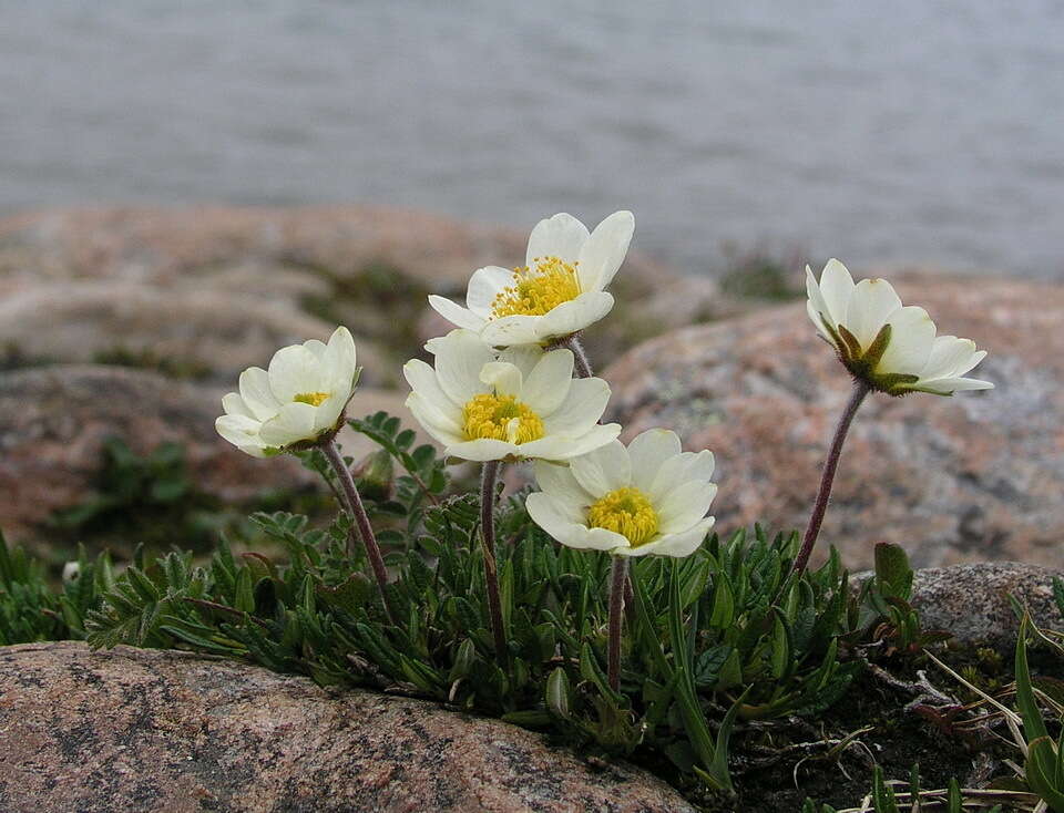 Image of entireleaf mountain-avens