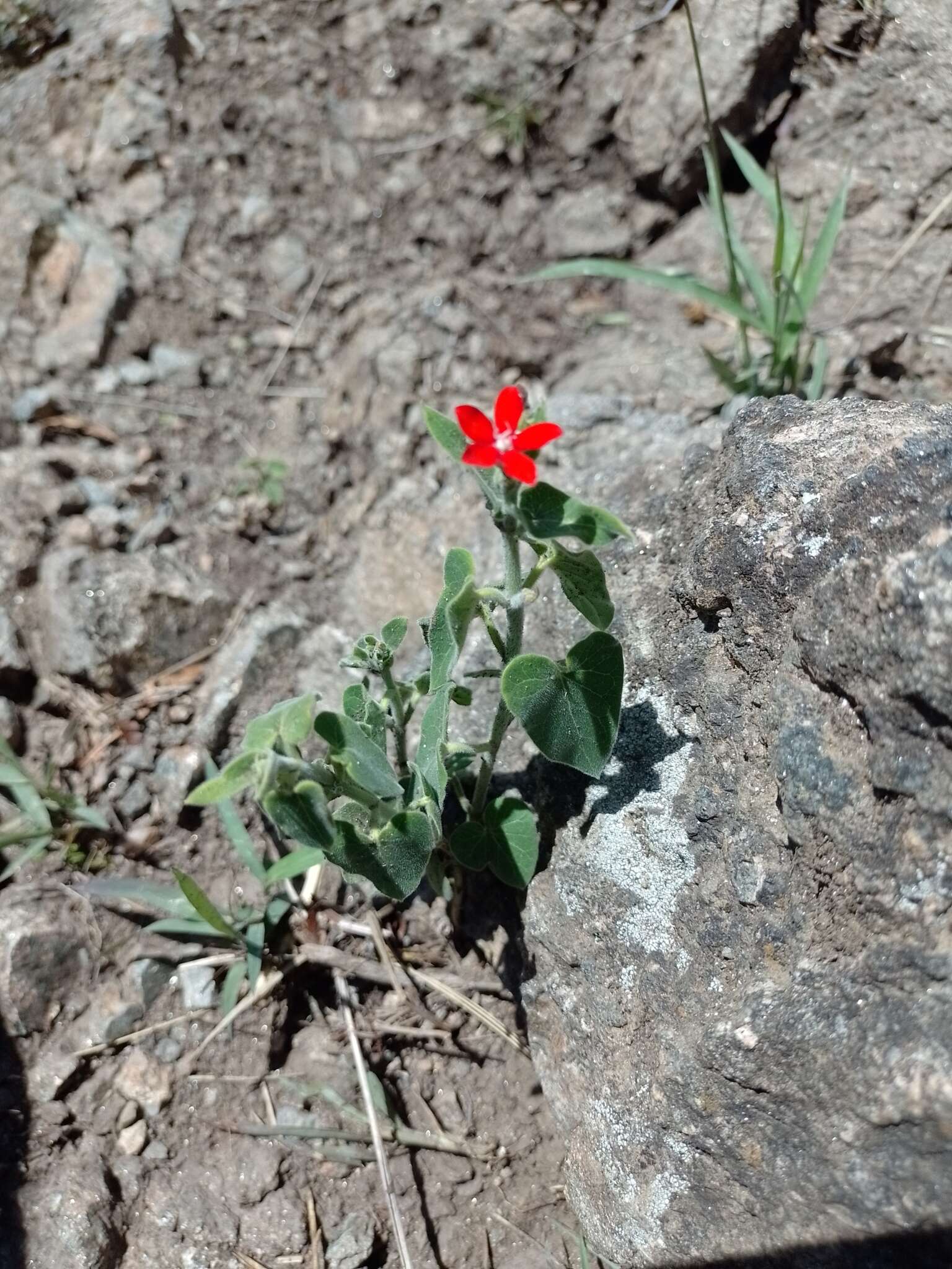 Image of Oxypetalum coccineum Griseb.