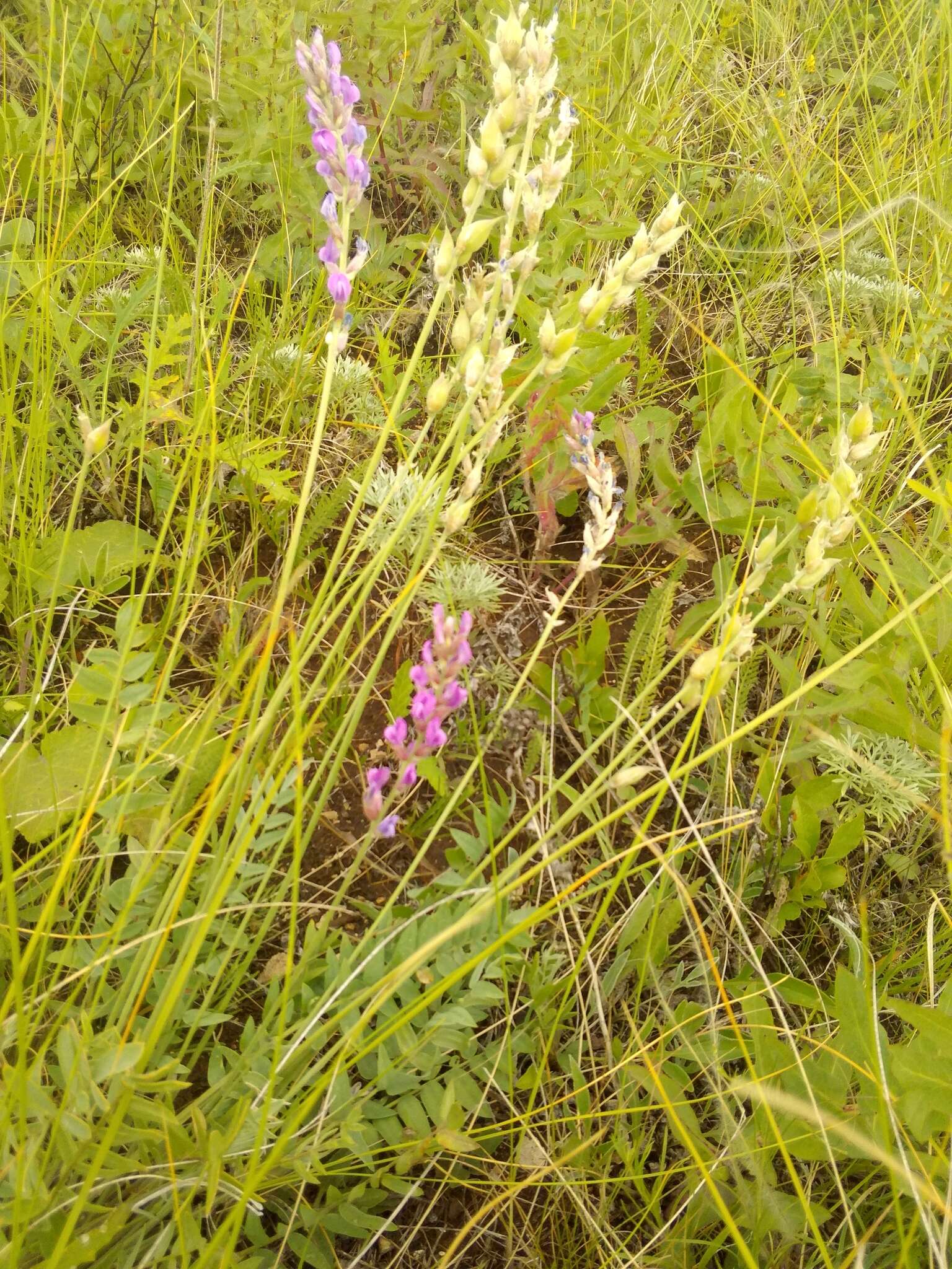 Image of Oxytropis knjazevii