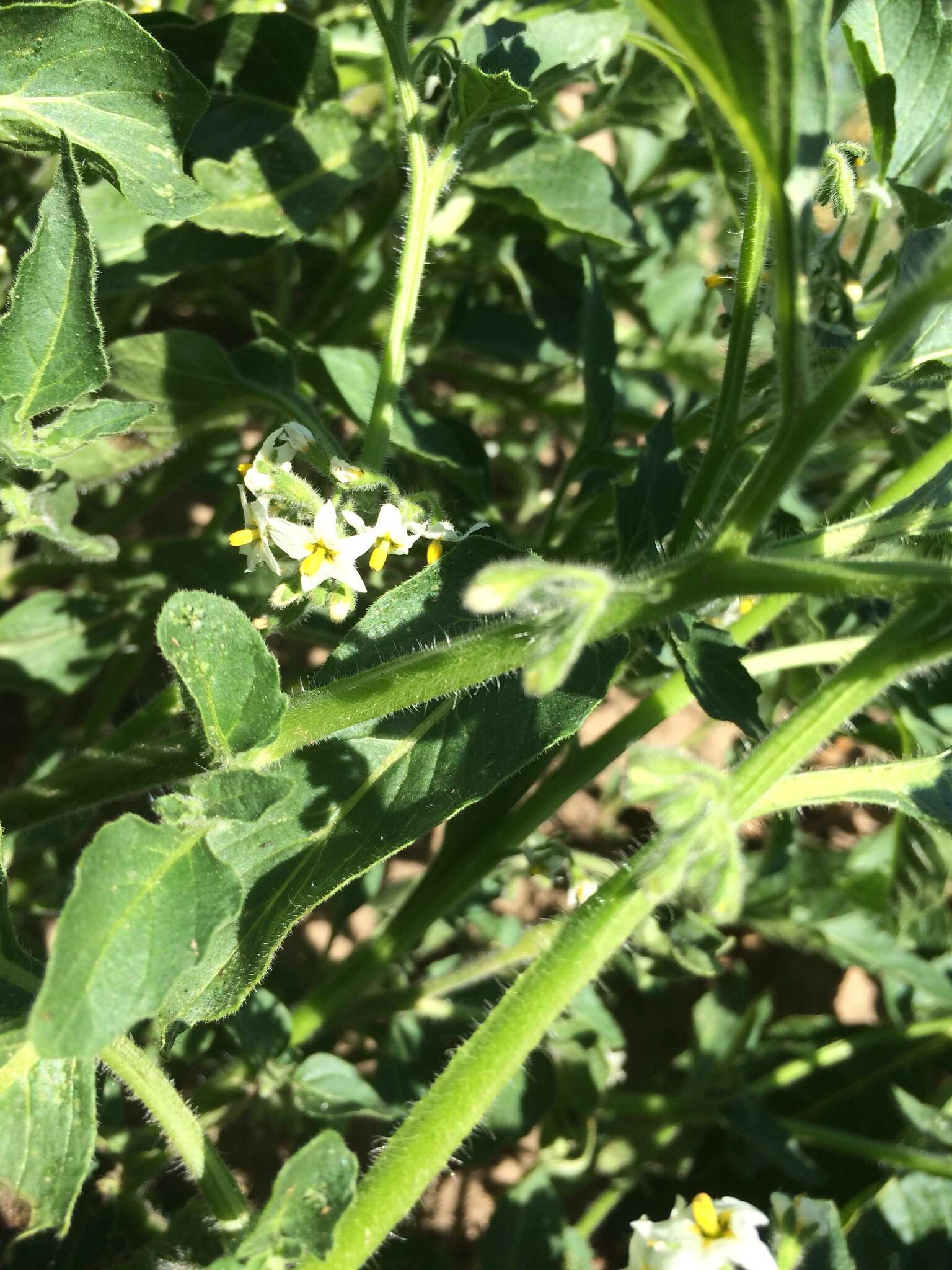 Imagem de Solanum physalifolium var. nitidibaccatum (Bitter) J. M. Edmonds