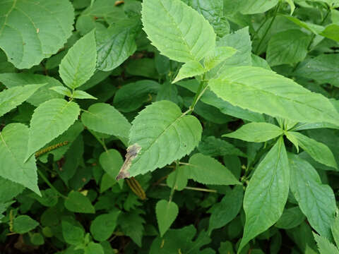 Image of Calycomyza menthae Spencer 1969