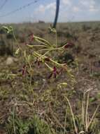 Image of Pelargonium sidoides DC.
