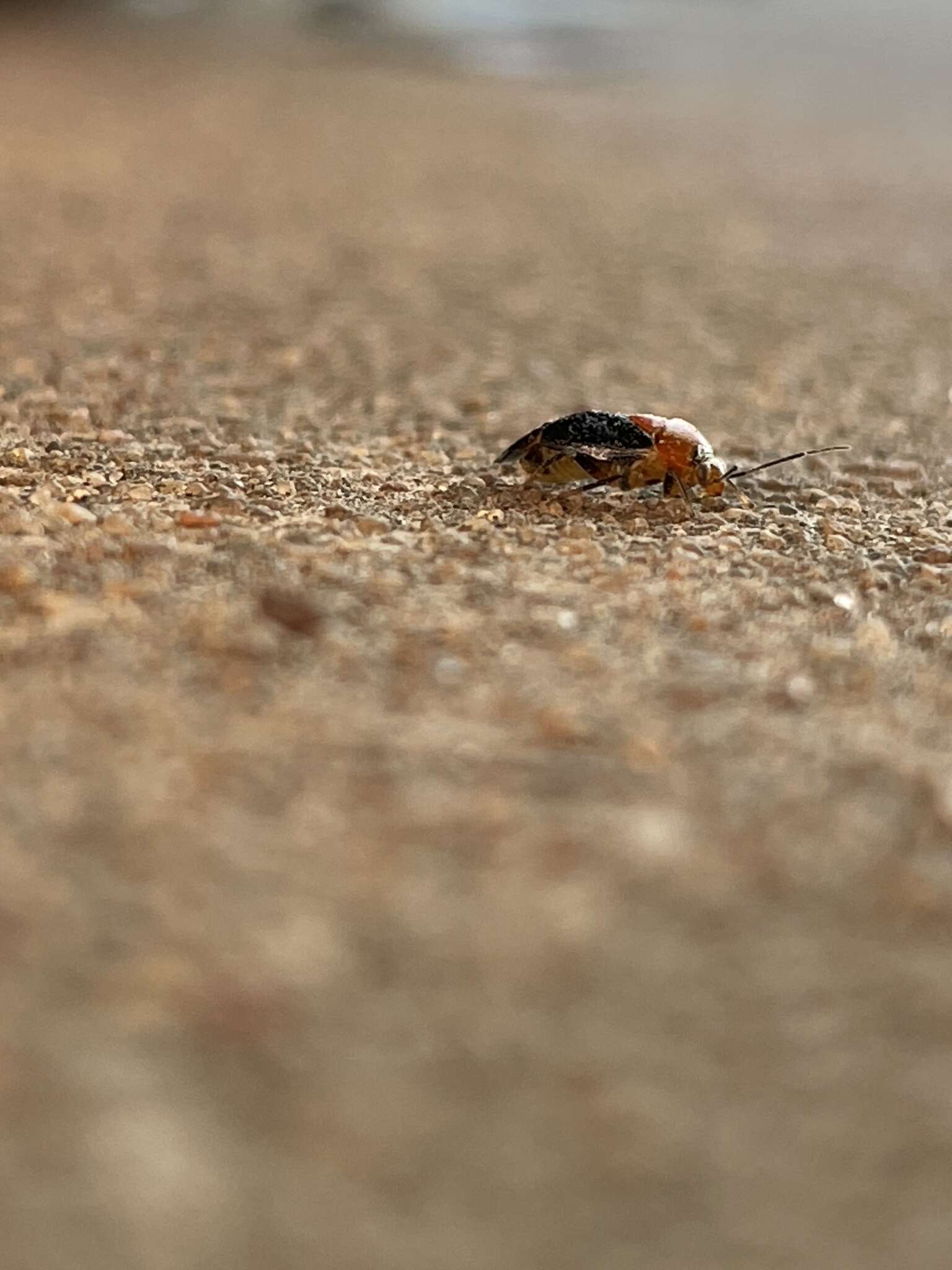 Image of Neocapsus cuneatus Distant 1893