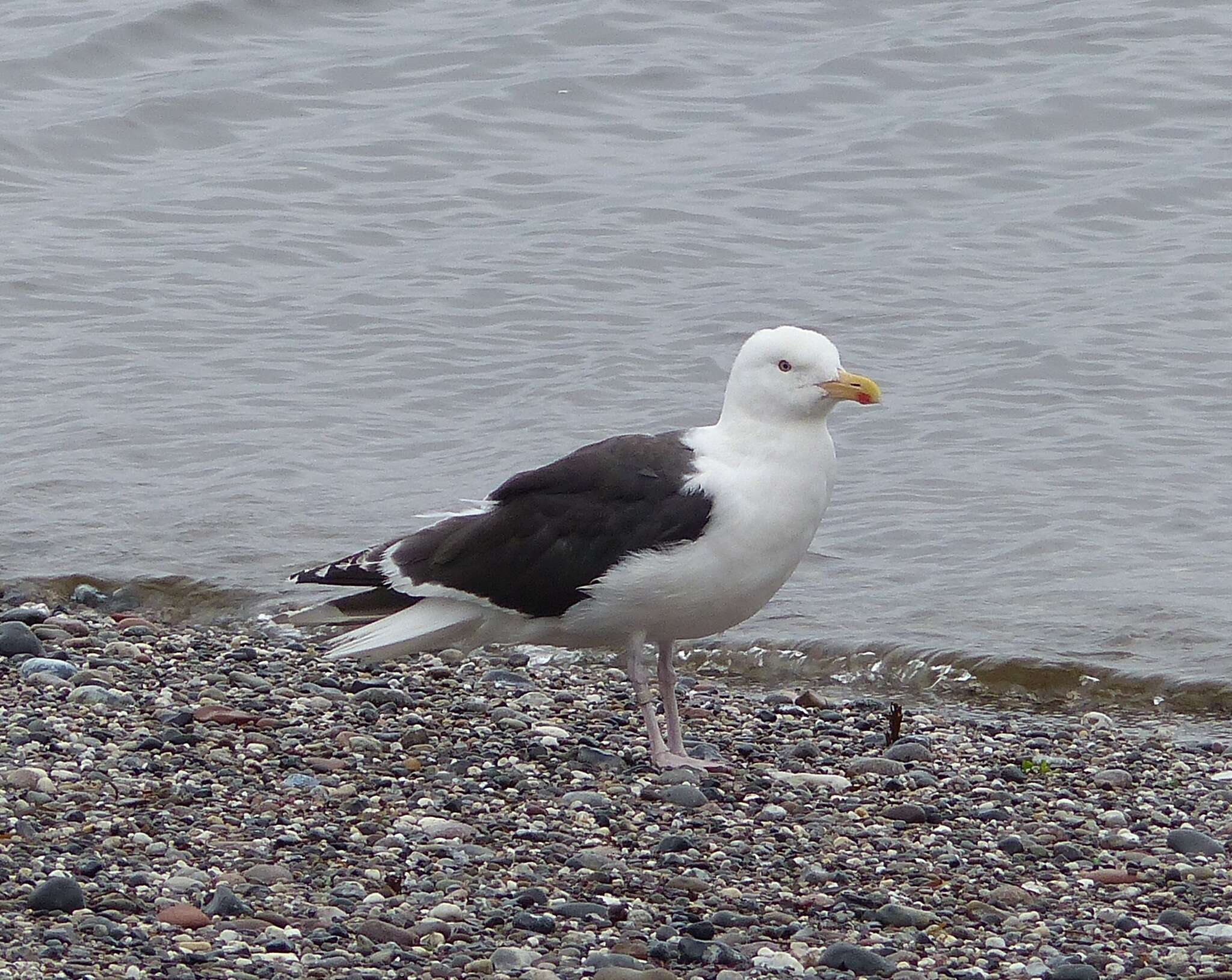 Image of Great Black-backed Gull