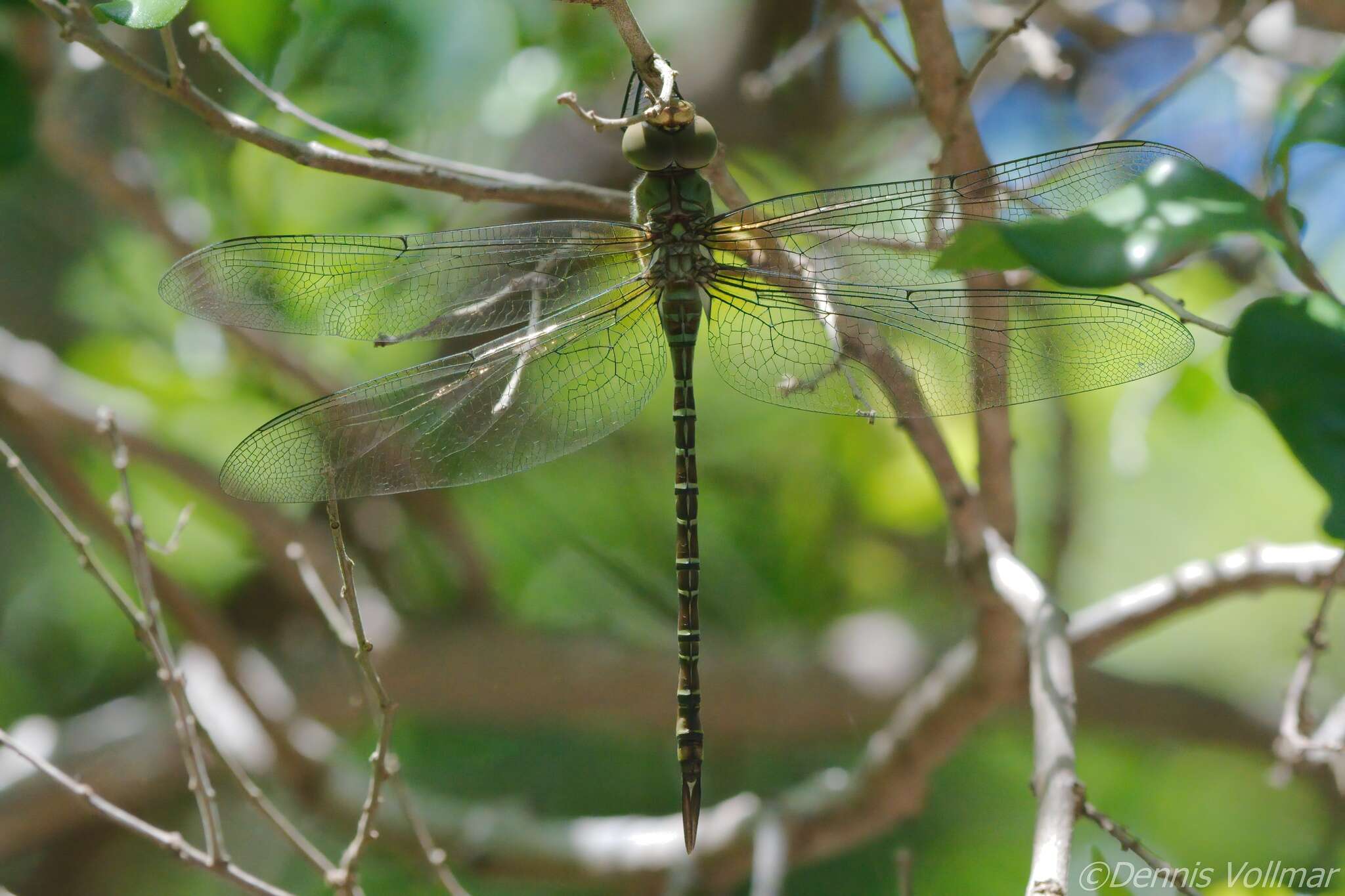 Image of Mangrove Darner