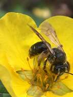 Image of Andrena miranda Smith 1879