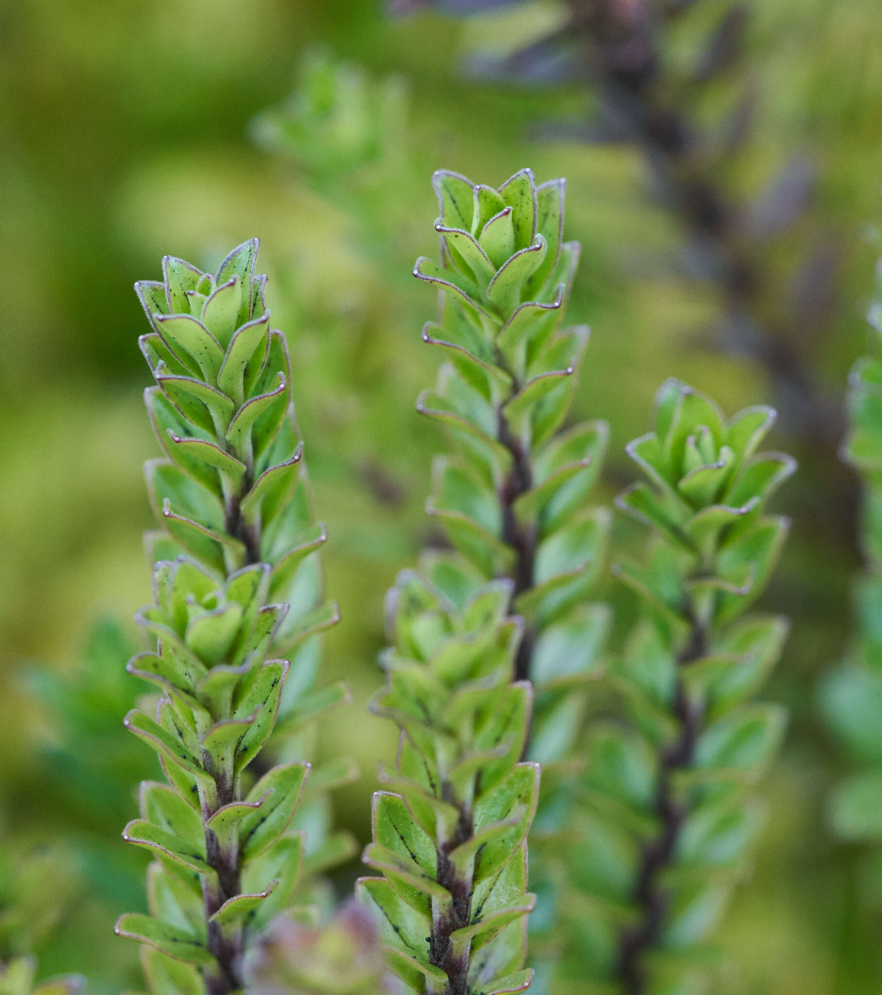 Image de Valeriana microphylla Kunth