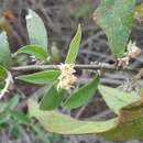 Image of Croton alamosanus Rose