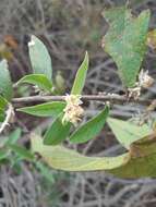 Image of Croton alamosanus Rose