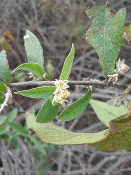 Croton alamosanus Rose的圖片