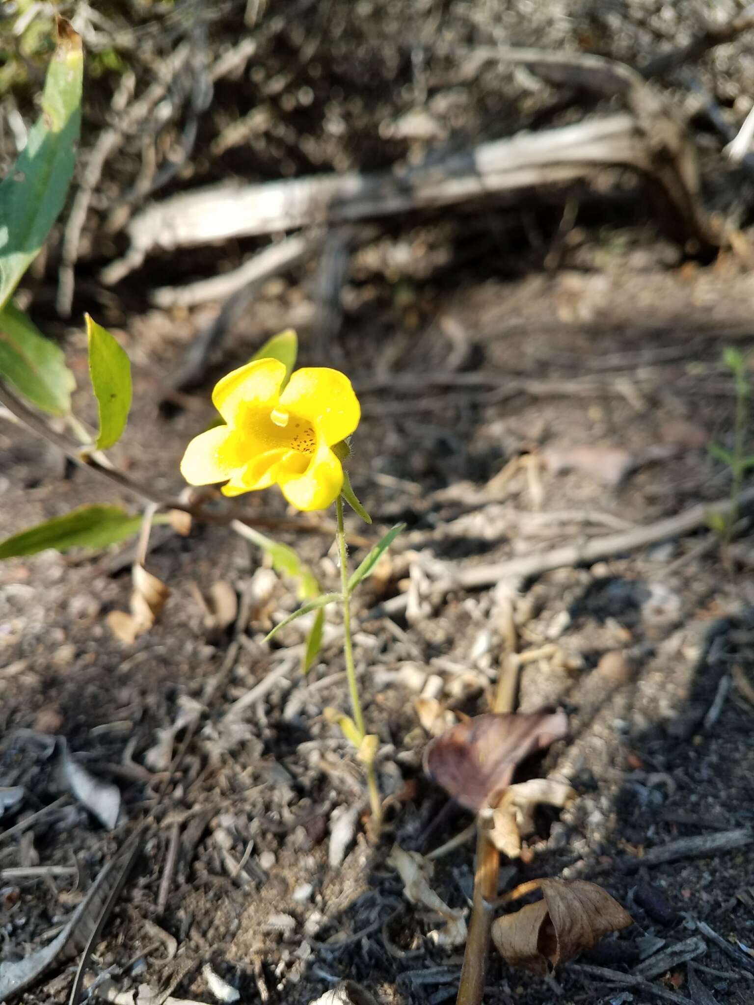 Plancia ëd Diplacus brevipes (Benth.) G. L. Nesom