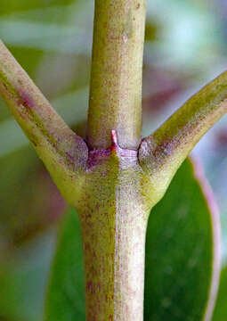 Imagem de Coprosma dodonaeifolia W. R. B. Oliv.