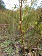 Image of largepod pinweed