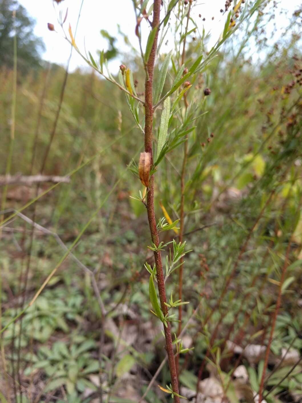 Image of largepod pinweed