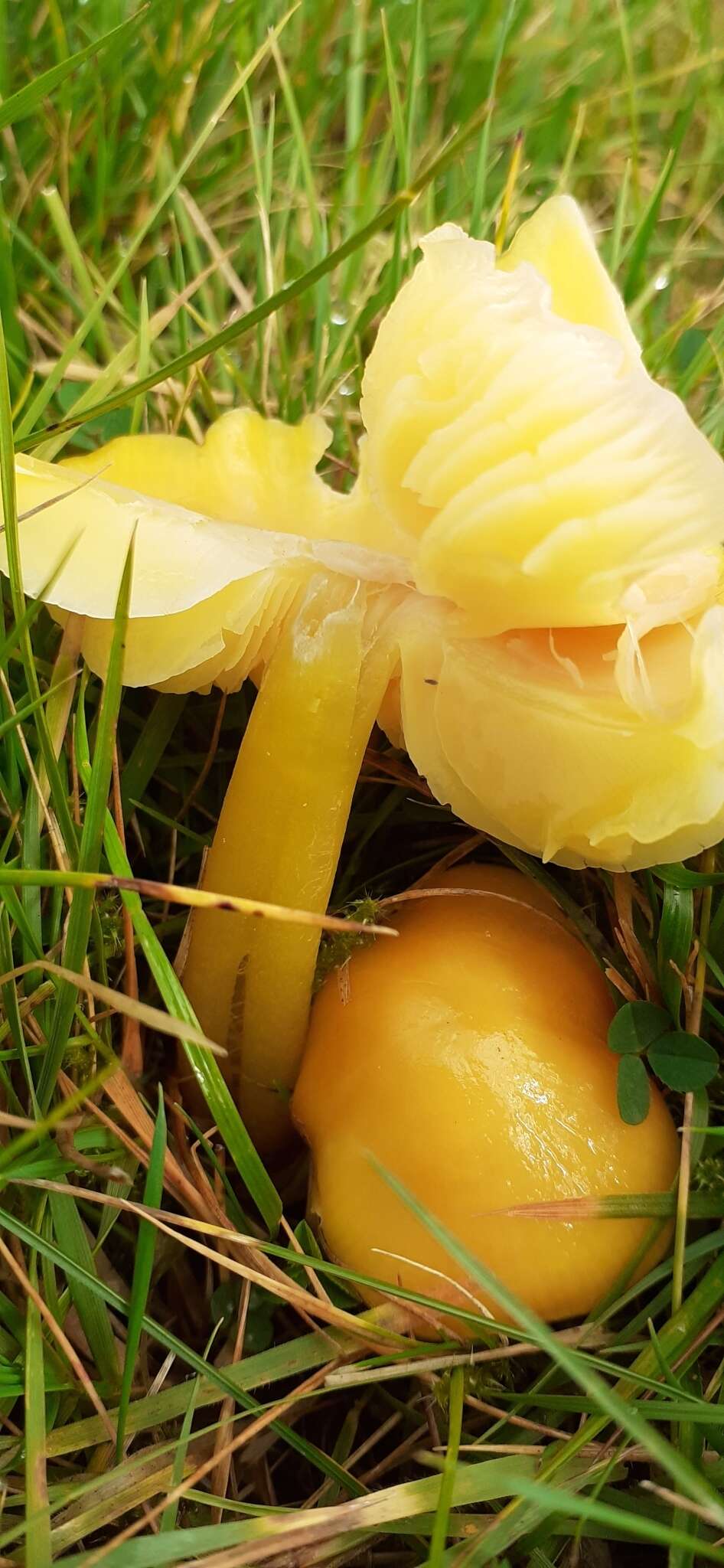 Hygrocybe chlorophana (Fr.) Wünsche 1877 resmi