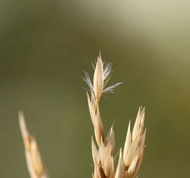 Image of Calamagrostis varia (Schrad.) Host