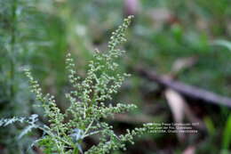 Image of Euphrosyne partheniifolia DC.